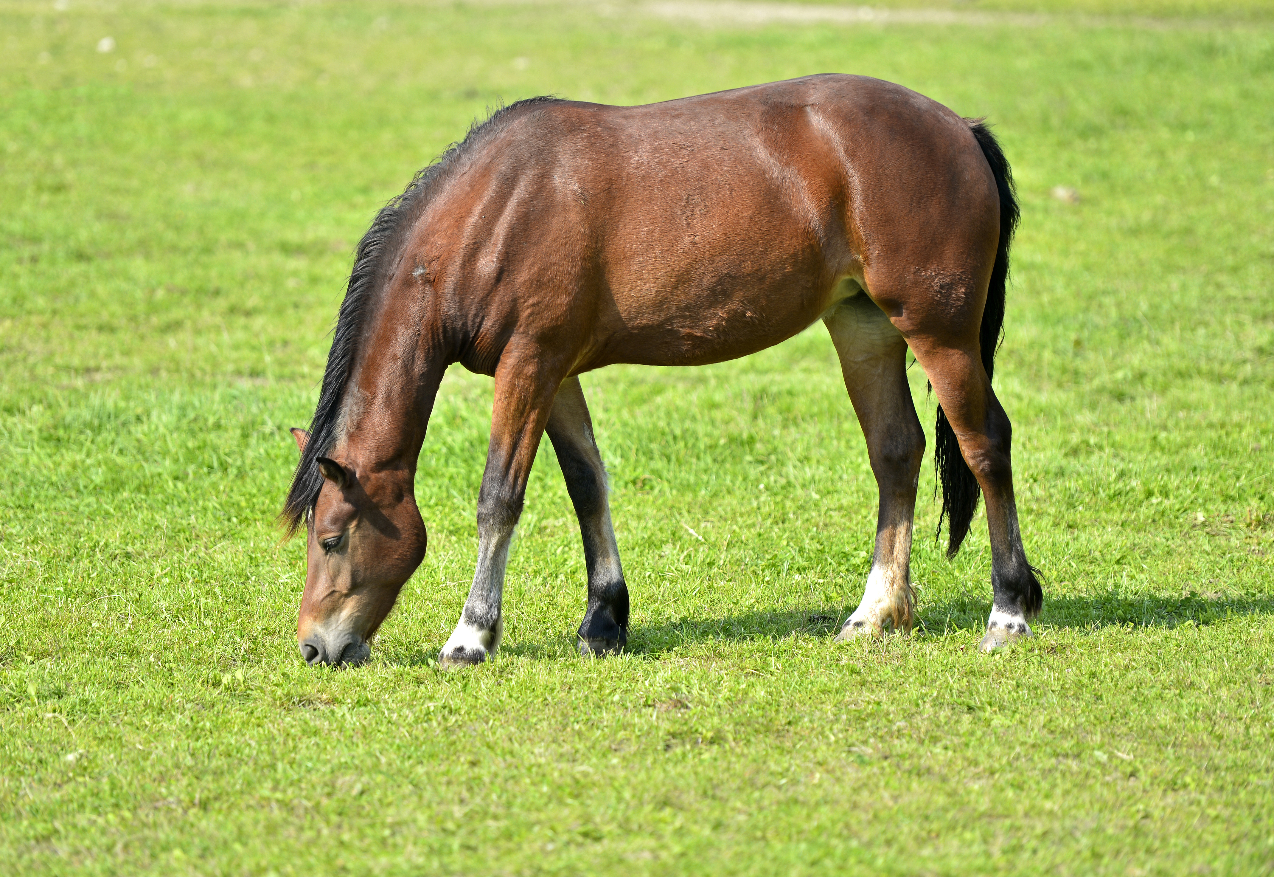 Feeding Arabian Horses Sacate Pellet Mills