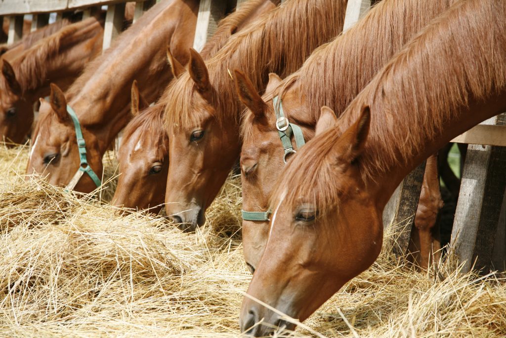 3 Basic Rules of Feeding a Horse in the Summer Sacate Pellet Mills